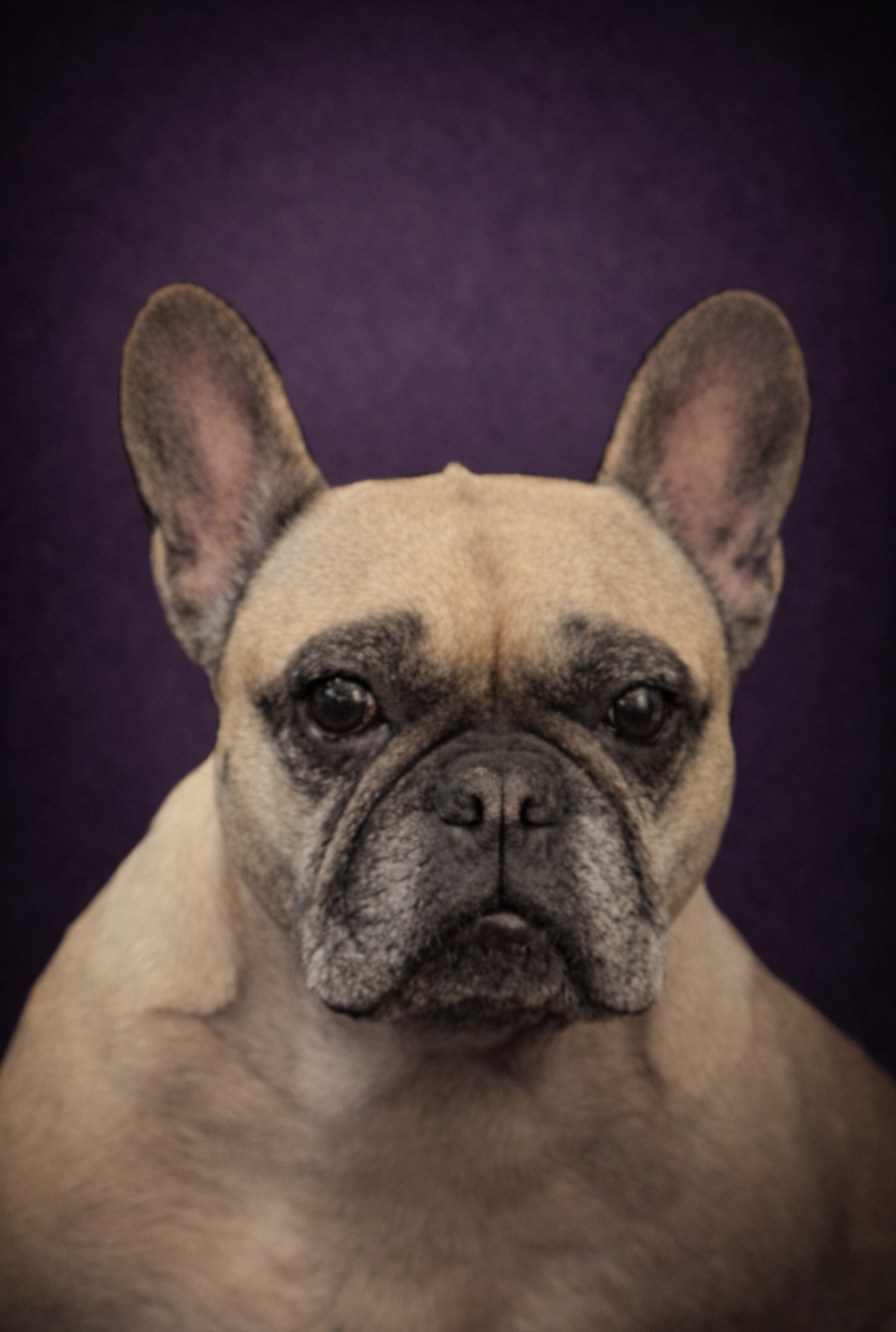 Hund im Conceptstore – Portraitaufnahme
